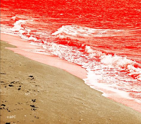 Red tide - algal bloom (large concentrations of aquatic microorganisms) are events in which estuarine, marine, or fresh water algae accumulate rapidly in the water column, resulting in coloration of the surface water. It is usually found in coastal areas Red Tide, Surface Water, Tide Pools, Natural Phenomena, Fresh Water, Abstract Artwork, Water, Red, Quick Saves