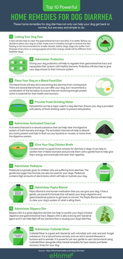 These home remedies for #dog diarrhea not only can help your dog get back to normal, but are easy and simple to do. But before we get into the home remedies, let me share with you an important element in dog health: their feces. Dog Medicine, Dog Remedies, Elderly Dogs, Dog Health Tips, Food Dog, Animal Health, Puppy Stuff, Dog Health Care, Cold Home Remedies