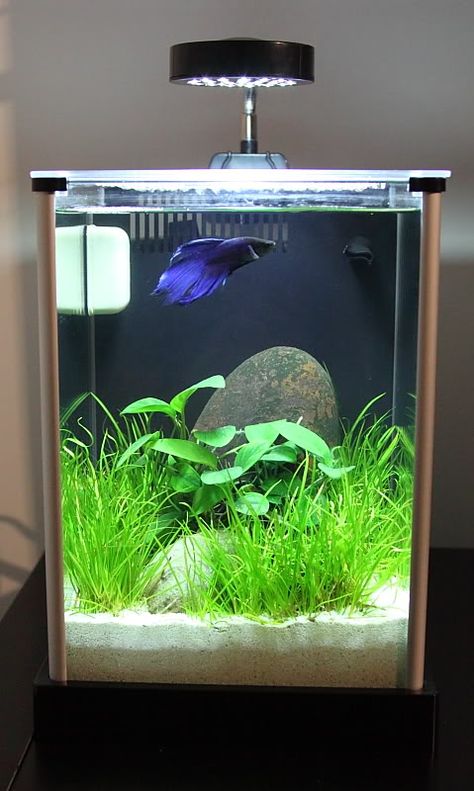 Narhay's Office 2 Gallon Fluval Spec 5 Gallon Planted Tank, 5 Gallon Fish Tank Ideas, Fish Aquarium Decorations, Fish Tank Themes, Fish Tank Terrarium, Cool Fish Tanks, Fish Tank Design, Betta Aquarium, Mini Aquarium