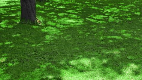 If you have shady areas in your yard where grass just doesn’t thrive, follow these expert tips on how to encourage grass to grow in the shade. The Shade, Lawn And Garden, Grasses, Garden And Yard, Gardening Tips, To Grow, Home And Garden, Yard, Shades