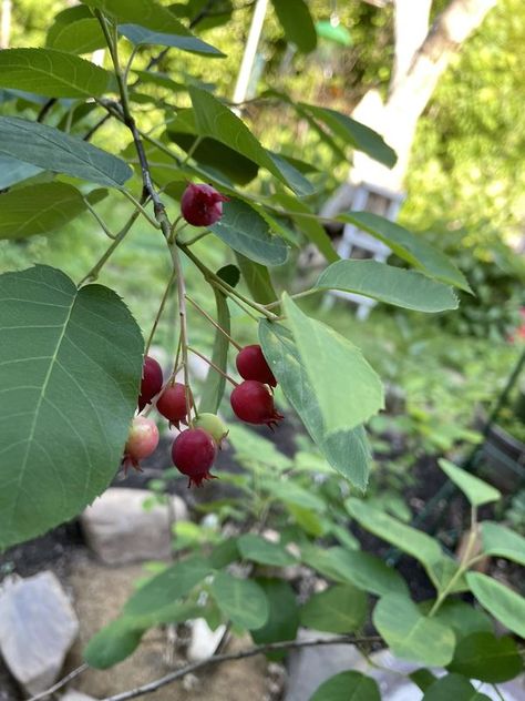 Native Plants of the Northeast | Service berry planted in the fall has some berries | Facebook Service Berry, Berry Plants, Wild Food, Fall Plants, In The Fall, Native Plants, Picture Show, The Fall, Nativity