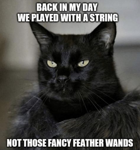 Cat Humour, Black Cat Pictures, Grumpy Cat Meme, Grumpy Cats, Cat Quotes, Funny Cat Memes, Funny Cat Pictures, March 27, Funny Animal Memes