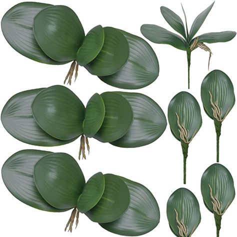 Amazon.com: FagusHome 8 PCS Artificial Phalaenopsis Orchids Leaves 11 inches Green Faux Orchids Leaf (8 Pcs) : Home & Kitchen Orchid Leaves, Orchid Centerpieces, Long Stem Flowers, Moth Orchid, Faux Leaf, Long Flowers, Artificial Orchids, Orchid Arrangements, Artificial Leaf