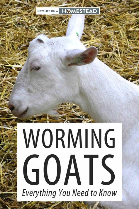 Goat Keeping, Backyard Goats, Goat Ideas, How To Treat Lice, Raising Livestock, Goat Herder, Types Of Goats, Goat Health, Goat Milking