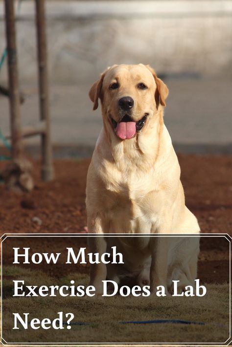 Labrador Retriever Puppy Training, American Labrador, Sir Lancelot, Dog Exercise, Dog Information, Walking Exercise, Labrador Retrievers, Dog Info, Healthy And Happy