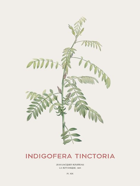 Herbal Design, Indigofera Tinctoria, Botanical Illustration Vintage, Illustration Vintage, Design Vector, Botanical Illustration, Photographic Print, For Sale, Design