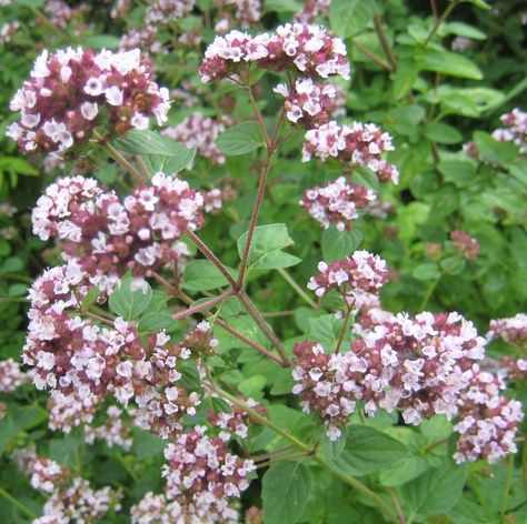 *# Oregano, Jul-Sep Flower Information, Flower Seeds Wedding Favor, Oregano Flowers, Oregano Plant, Seed Wedding Favors, Flower Essences, Annual Flowers, Plant Combinations, Herb Seeds