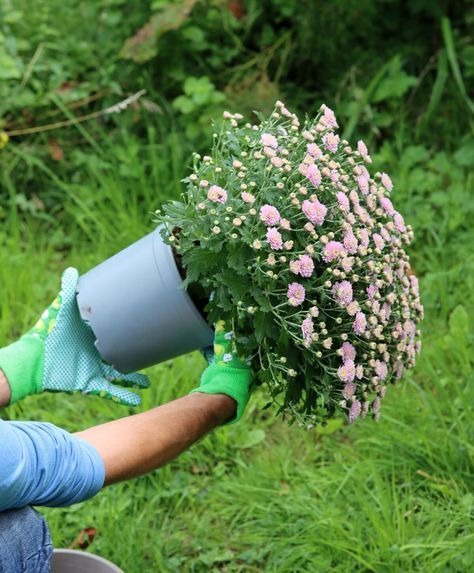 How to Keep Mums Blooming All Fall (& For Years To Come) Fall Gardens, Basic Flower, Potted Mums, Fall Basket, Planting Mums, Garden Mum, Potted Plants Outdoor, Garden Centers, Plant Help