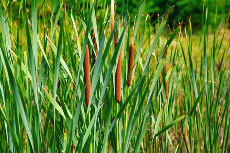 Harvesting Cattails for Cattail Basket Weaving Cattail Basket, Copper Fire Pit, Garden Basket, Flower Spike, Encaustic Art, Weaving Projects, Weaving Techniques, Ikebana, Apothecary