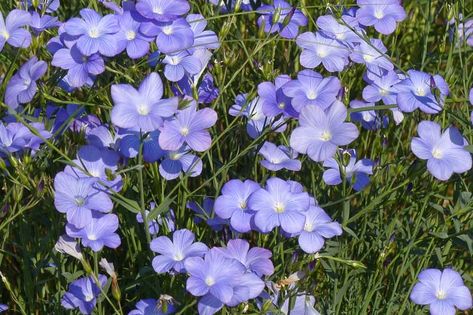 One of the best Flax for the garden, Linum narbonense (Blue Flax) is a compact, mound-forming, semi-evergreen perennial with lance-shaped, dark green leaves and profuse azure blue, funnel-shaped flowers, 2 in. across (5 cm), over a long season. Each flower is adorned with a clear white center and white stamens, which contribute to a lovely bicolor effect. Blooming for weeks in late spring to midsummer, the blossoms are borne in open clusters atop wiry stems. Even when Linum narbonense is not in Linum Flower, Lily Turf, Net Storage, Flower Reference, Mexican Sunflower, Fragrant Plant, Water Gardens, Star Of Bethlehem, Wildflower Garden