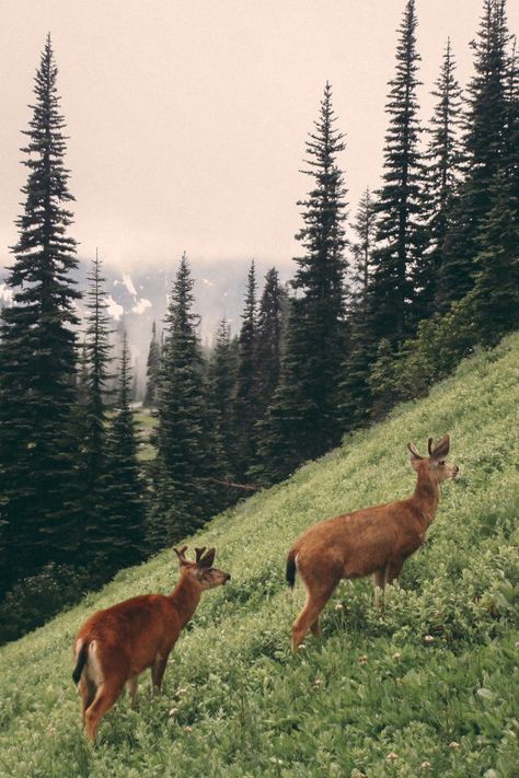 Nature Aesthetic, Pretty Places, Lush Green, Mount Rainier, The Words, Pretty Pictures, Beautiful World, Animal Photography, Wonders Of The World