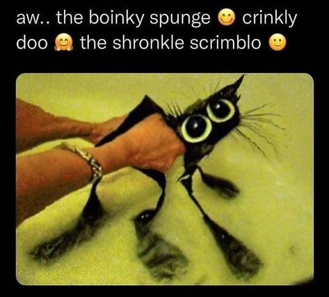 Ur Daily Dose Of Catto Juice🍷 on Instagram: “The scrumble poo 😄 - - - - - #tiktokmemes #tiktokvideos #kitties #catsofinstagram #kittens #sadcats #catmemes #evilcats #wholesomememes…” Googly Eyes, Memes Br, Silly Images, Cat Boarding, Silly Animals, Fb Memes, Silly Cats, Funny Laugh, Cat Pics