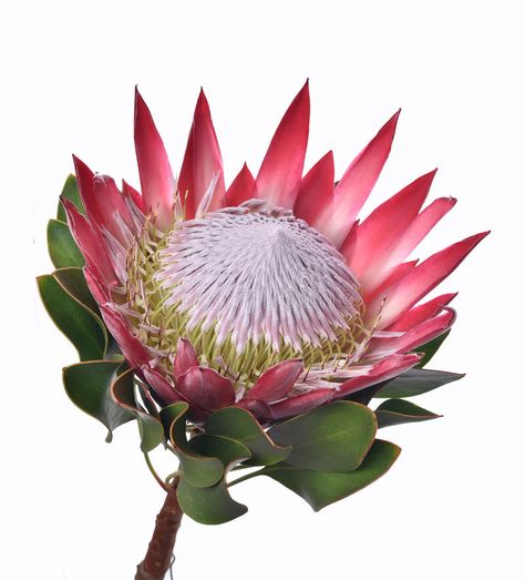 Protea cynaroides stock photo. Image of ... Sams Club Flowers, South African Flowers, Protea Flowers, Protea Art, Floral Design Classes, Blue Flower Wallpaper, Tropical Flower Plants, Protea Flower, African Flowers