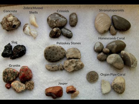 Lake Michigan Stones, Michigan Rocks, Ladybug E Catnoir, Rock Identification, Rock Tumbling, Rocks And Fossils, Rock Hunting, Petoskey Stone, Michigan Travel