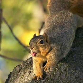 Cute Animal Tongues | Pictures of Animals With Their Tongues Sticking Out Angry Squirrel, Lightning Thief, Squirrel Pictures, Nut House, Squirrel Funny, Big Teeth, Squirrel Girl, Fox Squirrel, Cute Squirrel