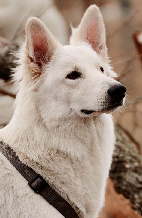 beautiful white shepherd dog Shiloh Shepherd, Swiss Shepherd, Family Friendly Dogs, White Swiss Shepherd, White Shepherd, White German Shepherd, Dog Sledding, Pet Life, Aging Process