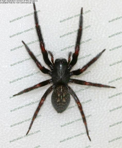 Black House Spider, Spiders In Australia, Australian Insects, Household Bugs, Redback Spider, Funnel Web Spider, Insect Identification, House Spider, Australian Fauna