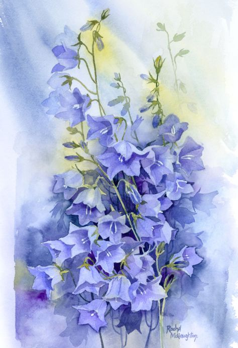 Canterbury Bells, Advocate Art, 수채화 그림, China Painting, Botanical Watercolor, Watercolor Inspiration, Arte Floral, Botanical Illustration, Botanical Art