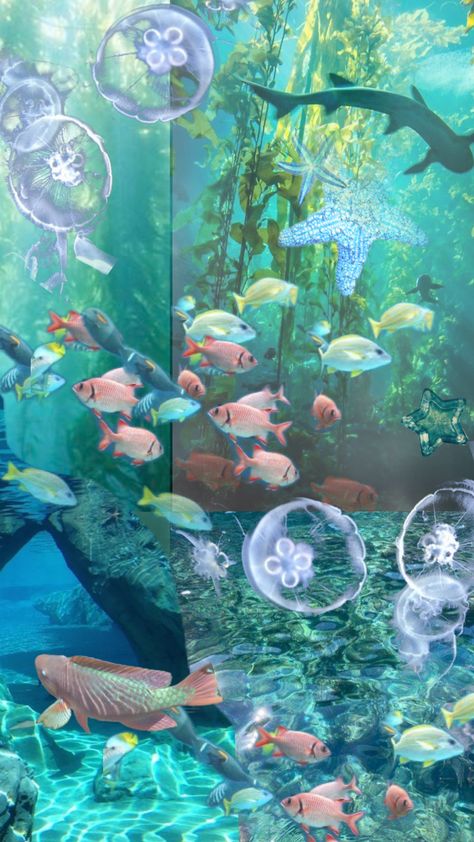 #fish #underwater #aquarium #mermaid #aquatic #fishtank #pond #lake #water #mermaidcore #mermaidvibes #mermaidaesthetic Aquarium Mermaid, Underwater Aquarium, Aquarium Live Wallpaper, Aquarium Pictures, Next Wallpaper, Fish Underwater, Water Aesthetic, Live Aquarium, Mermaid Aesthetic