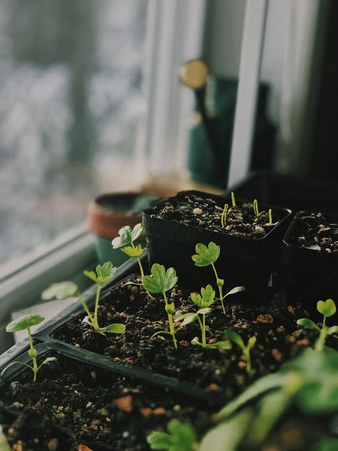 Seedlings Aesthetic, Plant Growing Aesthetic, Growing Plants Aesthetic, Seeds Aesthetic, Seed Aesthetic, Botany Aesthetic, Gardener Aesthetic, Gardening Aesthetic, Starting Seeds