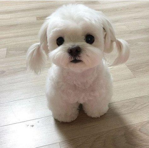 Super Cute Puppies, 강아지 그림, Baby Animals Pictures, Cute Little Puppies, Maltese Dogs, White Dog, Baby Animals Funny