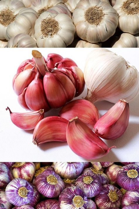 Garlic is very easy and rewarding crop to grow. It’s incredibly versatile in the kitchen, has great health properties and can propagate itself for years to come There are a lot of decisions to make when choosing garlic! Hardneck or Softneck? many cloves or few, mild flavor or spicy! The question is which type of garlic to plant and how? Once you have decided which garlic you will grow, and how much, you can begin to plant and enjoy all its benefits. #garlic #seeds #gardening #grow #growing #seed Grow Garlic In Water, Pasta Garlic Parmesan, Garlic Garden, Pasta Garlic, Garlic Parmesan Pasta, Grow Garlic, Garlic Bulbs, Chicken Garlic, Growing Garlic