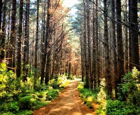 Hiking In Michigan, Hiking Michigan, Michigan Forest, Iron Mountain Michigan, Michigan Hiking, 2024 Manifesting, Great Lakes Michigan, Ludington Michigan, Petoskey Michigan