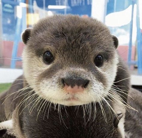 21 Fotos de adorables nutrias que los gatos y los perros no querrían que vieras Baby Otter, Otters Cute, Otter Love, Baby Otters, Pretty Animals, Sea Otter, Silly Animals, Fluffy Animals, Cute Wild Animals