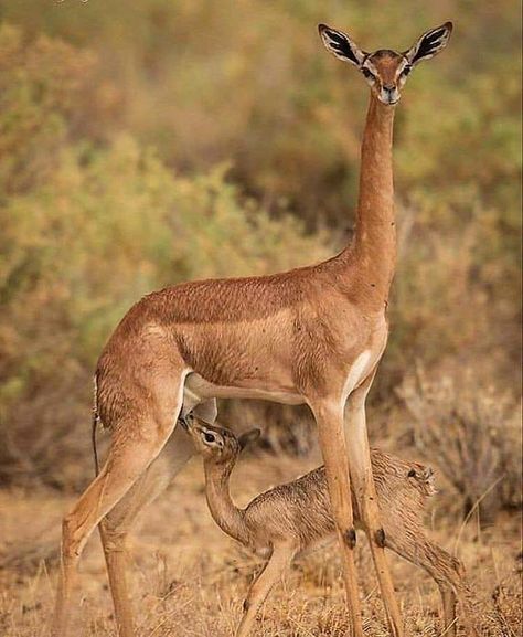 Giraffe Neck, Congratulations Photos, The Giraffe, African Wildlife, Destination Voyage, Wildlife Nature, African Animals, African Safari, Wildlife Animals