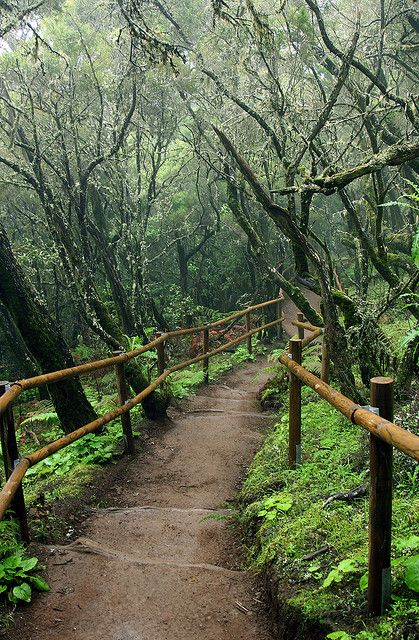 Path, Garajonay National Park - Canary Islands, Spain by Katka S. Nature Shapes, Fantasy Writing, Canary Islands Spain, Woodland Garden, To Infinity And Beyond, Canary Islands, Paper Frames, Travel Book, Heritage Site