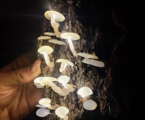 Glowing Mushrooms, Diy Glue, Mushroom Crafts, Mushroom Lights, Fairy Garden Crafts, White Glue, Straight Edges, Tree Bark, Glue Gun