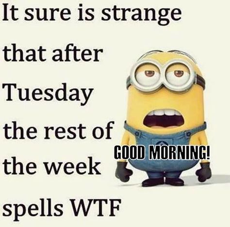 115 of the Funny Good Morning Memes And Images to Cheer You Up With Pictures – LittleNivi.Com Minion Meme, Funny Minion Pictures, Funny Minion Memes, Minion Pictures, Minion Jokes, A Minion, Crazy Facts, Funny Minion Quotes, Minion Quotes