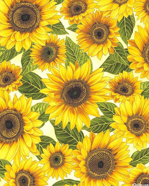 Wallpaper Iphone Yellow, Harvest Quilt, Cactus Ideas, Yellow Cactus, Sunflower Iphone Wallpaper, Sunflower Photography, Paint Flowers, Sunflower Pictures, Sunflower Garden