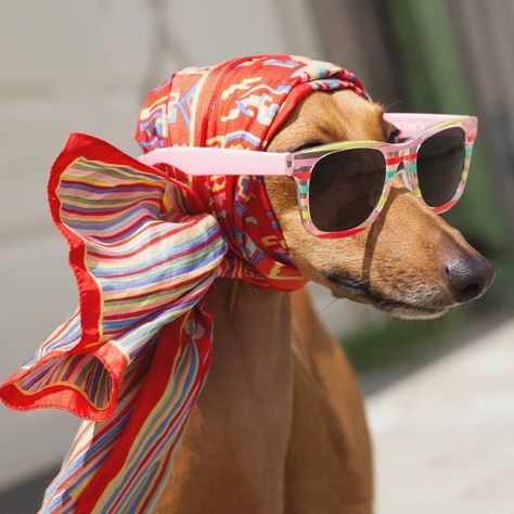 Me trying to hide the fact that I haven't bathed or showered in three weeks 😬 (Thanks for the caption @BarkBox!) Dog Photoshoot, 강아지 그림, Wearing Sunglasses, Pet Fashion, Italian Greyhound, Dog Photography, Whippet, Animal Photo, 귀여운 동물