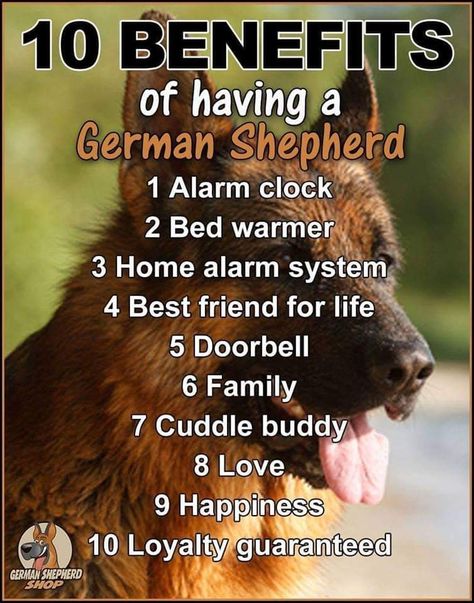 German Shepherd Quotes, German Shepherd Facts, German Shepherd Memes, German Shepherd Photos, German Shepherd Pictures, German Shepherd Funny, Funny German Shepherd, Dog Lover Quotes, Shepherd Dog Breeds