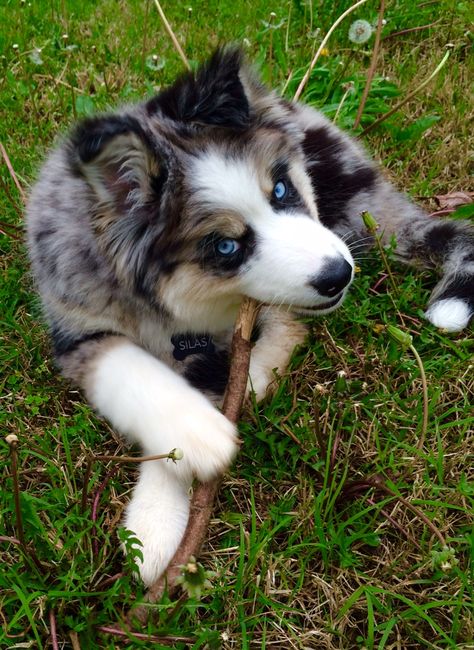 Husky/ Australian Shepherd Rescue Puppy Husky Australian Shepherd Mix Puppies, Australian Shepherd Mixed With Husky, Husky X Australian Shepherd, Australian Shepherd And Husky, Australian Shepherd Husky, Rescue Puppy, Puppies Near Me, American Shepherd, Husky Puppies