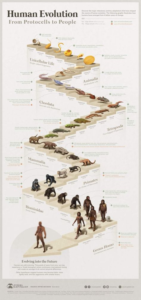 Language Evolution, African History Facts, Evolution Art, Brain Size, History Of Earth, University Of Birmingham, Theory Of Evolution, Human Evolution, Diagram Design