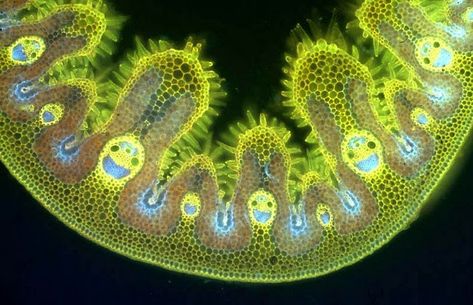 Biology -This is a cross section of the leaf of marram grass Ammophila arenaria, the grass that’s primarily responsible for trapping wind-blown sand and building the dune systems around our coast that are such important wildlife habitats. Microscopic Photography, Photo Macro, Science Background, Microscopic Images, Electron Microscope, Plant Cell, Microscopes, Things Under A Microscope, Cross Section