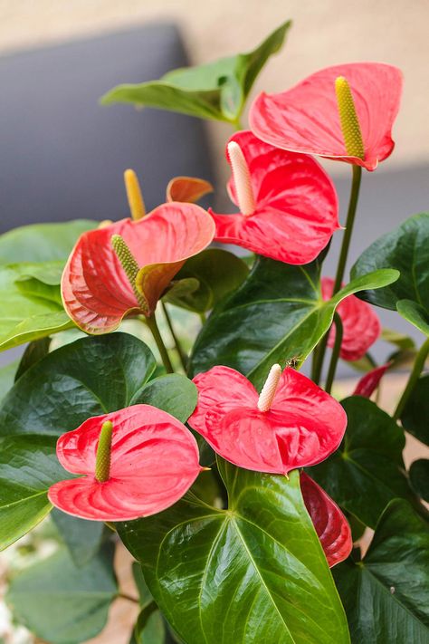 Anthurium Aesthetic, Sankranthi Wishes, Pink Anthurium, Focal Flowers, Floral Design Classes, Anthurium Plant, Anthurium Flower, Flower Identification, Tropical Flower Plants