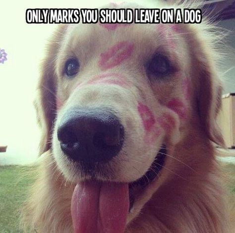 Only marks you should leave on a dog! Airedale Terrier, Golden Retrievers, Cute Creatures, Sweet Animals, Dog Print, Training Tips, I Love Dogs, Beautiful Creatures, Dog Love