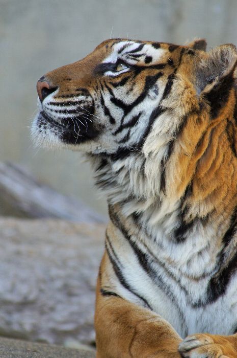 Project Tiger, Tiger Photography, Tiger Painting, Tiger Pictures, Cat Reference, Big Animals, Bengal Tiger, Tiger Art, Pretty Animals