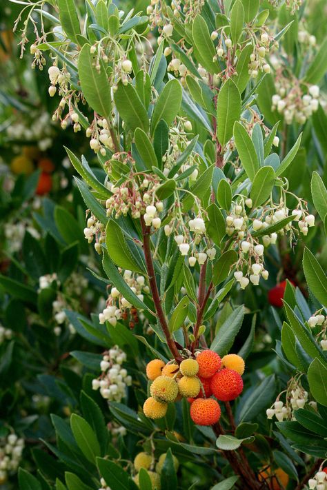 Great Plant Pick: Arbutus unedo aka strawberry tree | HeraldNet.com Roof Garden Plants, Arbutus Tree, Floor Garden, Arbutus Unedo, Food Forest Garden, Mediterranean Garden Design, Edible Landscape, Strawberry Tree, Kensington Gardens