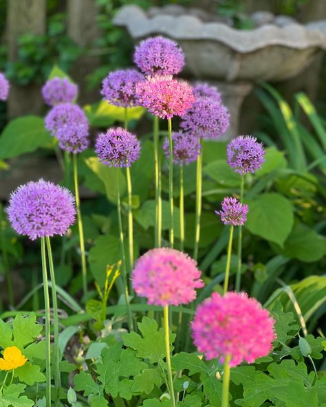 Going to miss these allium! 💜 It’s so exciting to see what’s new each week. My roses are popping too. What’s blooming in your yard? Comment below ⬇️ . . . #alliums #purpleblooms #allium #lilyofthevalley #lilacs #lilacseason #gardening #whatsblooming #gardeningseason #tatteredtiques #walkinthegarden #springgardening #columbine Seasonal Garden, May 21, Lily Of The Valley, Flowers Photography, Pretty Flowers, To Miss, Lilac, Roses, Yard