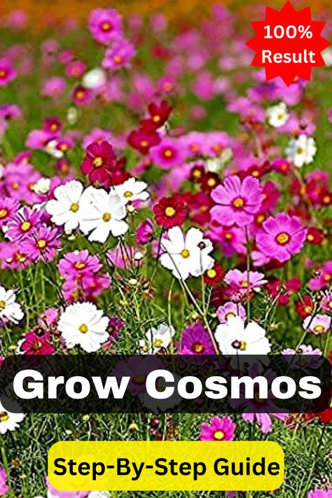 Seed starting, growing cosmos, Gardening tips Cosmos Plant, Hardening Off Seedlings, Seed Starting Mix, Annual Plants, Different Plants, Garden Soil, Seed Starting, Potting Soil, Cosmos