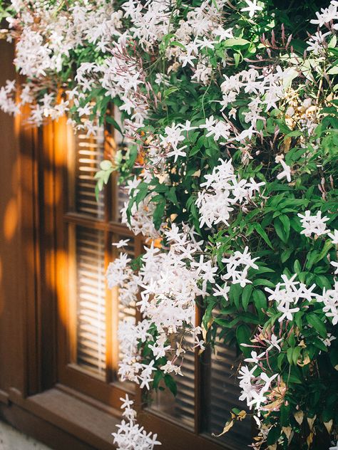 Climbing pink jasmine Jasmine Flower Aesthetic, Pink Jasmine, Jasmine Plant, Beautiful Flowers Photography, Jasmine Flower, Landscape Scenery, Back Garden, Spring Garden, Dream Garden