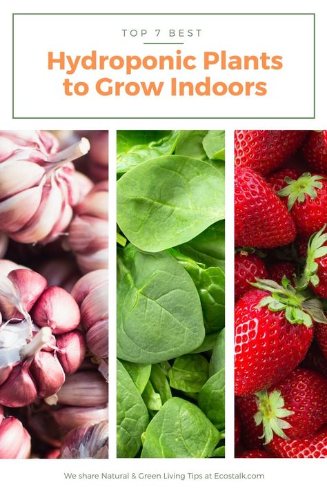 best hydroponic plants to grow indoors Best Plants For Hydroponic Gardening, Best Hydroponic Plants Indoor Gardening, Hydroponic Gardening For Beginners Indoors, What Can You Grow Hydroponically, Hydroponic Fruit, Diy Hydroponic Garden Indoor, Hydroponic Gardening Indoor, Hydro Garden, Hydroponic Gardening For Beginners