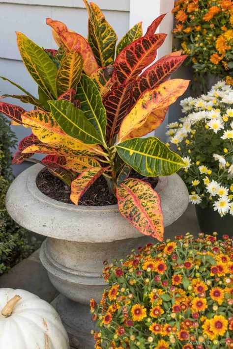 Fall Containers Planters, Fall Outdoor Planter Ideas, Porch Urns, Fall Urn, Fall Container Plants, Outdoor Planter Ideas, Cozy Fall Home, Plant Decor Ideas, Fall Front Porch Ideas