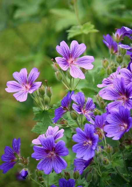 Purple Wild Flowers Purple Flower Pictures, Purple Wild Flowers, Grandma Tattoo, Wild Flower Meadow, Purple Wildflowers, Blue And Purple Flowers, Macro Flower, Inside Plants, Garden Help