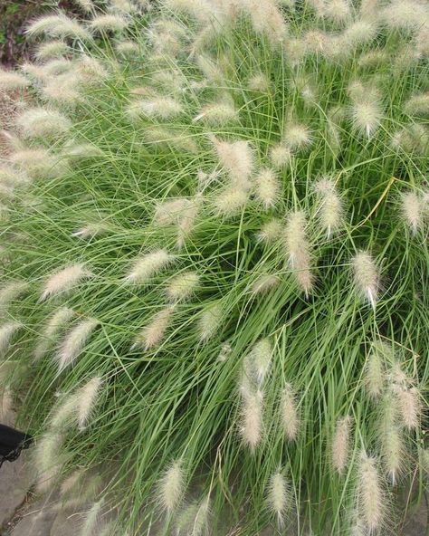 FOUNTAIN GRASS Fountain Grass, available in both green and maroon varieties, is perfect for adding texture and elegance to any garden. ✅ Ideal for borders, mass plantings, and containers, providing a soft, flowing look. ✅ Known for its graceful, arching plumes and easy maintenance, Fountain Grass thrives in sunny locations with well-drained soil. ✅ Price: ksh. 300 ✅ Call/Whatsapp: 0721577998 #flowerland #landscaping #plants #flowers #eldoret #fountaingrass #beauty #garden #trees #fruits Pennisetum Nafray, Pennisetum Villosum, Pennisetum Setaceum, Garden 2023, Fountain Grass, Grasses Garden, Wall Garden, Plants Flowers, Ornamental Grasses