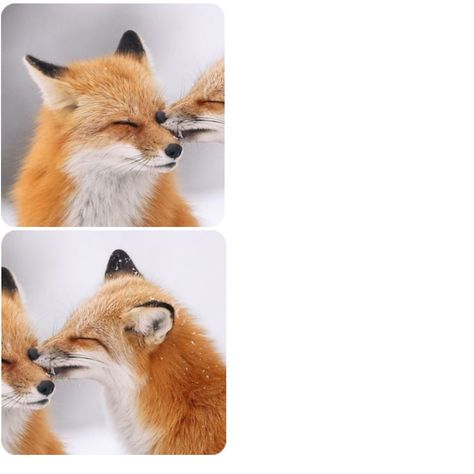 Fox Matching Pfp, Matching Profile, Cute Fox, Matching Profile Pictures, Matching Pfps, Profile Pictures, Matching Pfp, Profile Picture, Fox